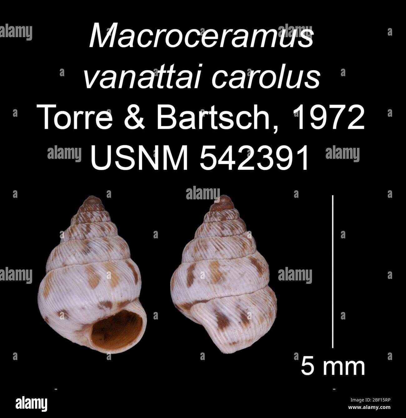 Macroceramus vanattai carolus. 20 Jan 20161 Stock Photo
