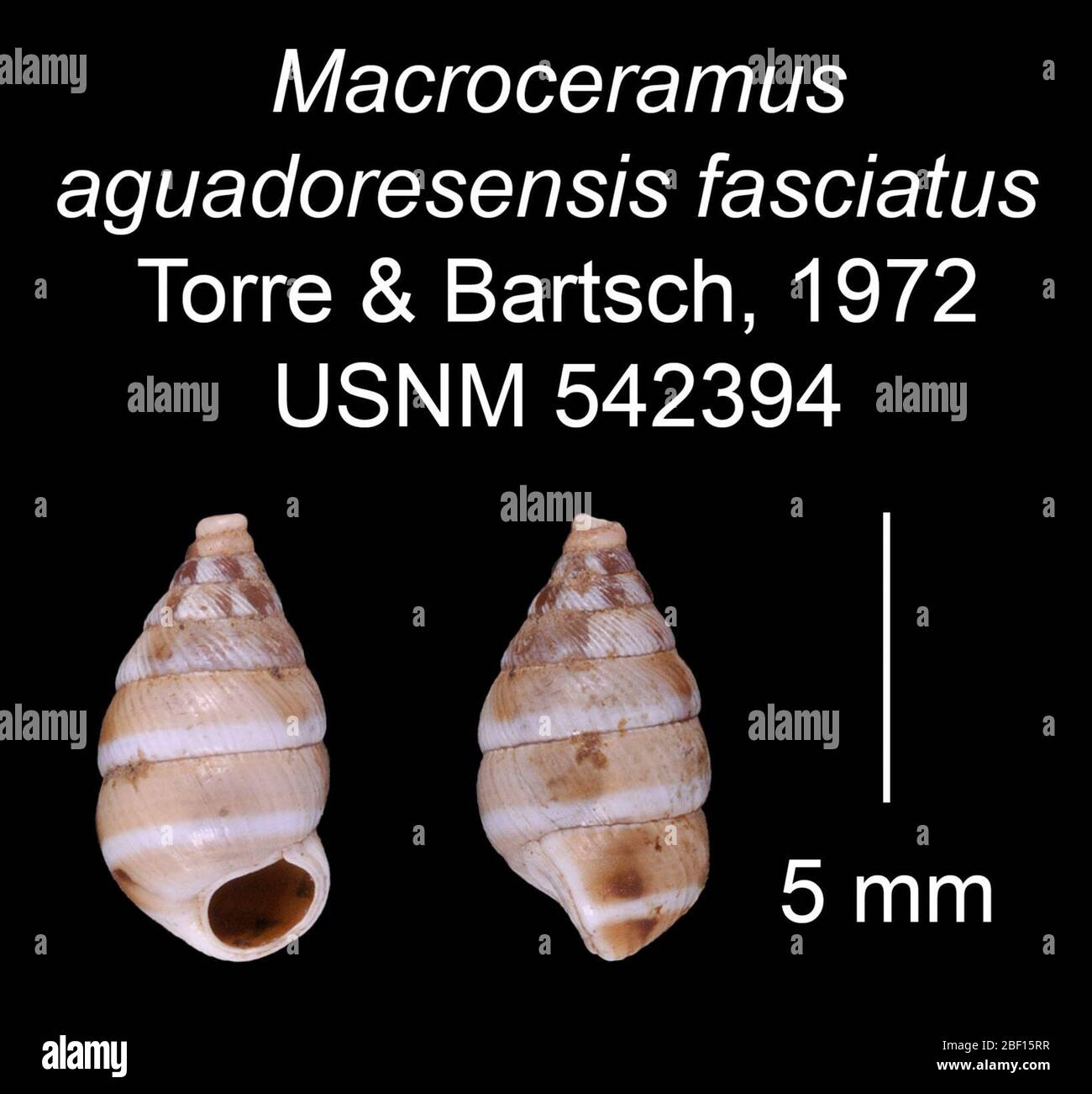 Macroceramus aguadoresensis fasciatus. 20 Jan 20161 Stock Photo