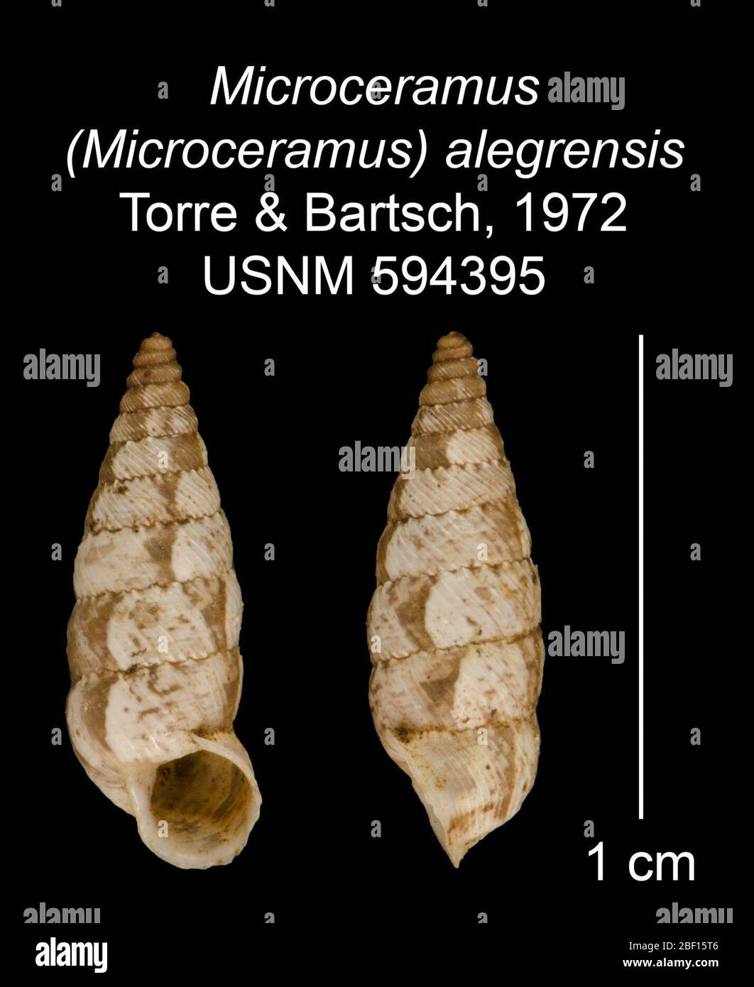 Microceramus Microceramus alegrensis. 20 Jan 20161 Stock Photo