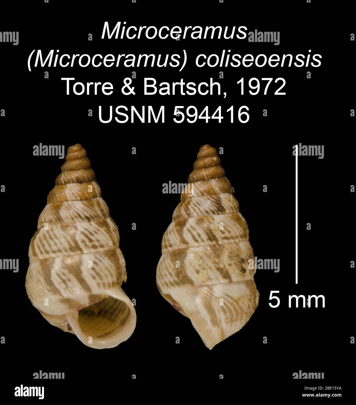 Microceramus Microceramus coliseoensis. 20 Jan 20161 Stock Photo