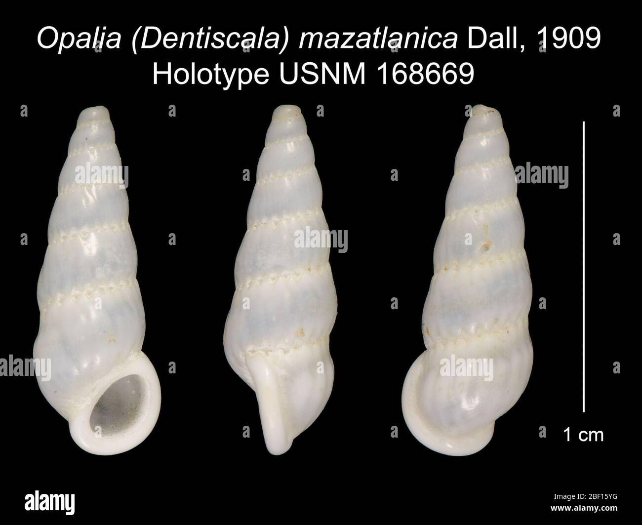 Opalia Dentiscala mazatlanica. 20 Jan 20161 Stock Photo