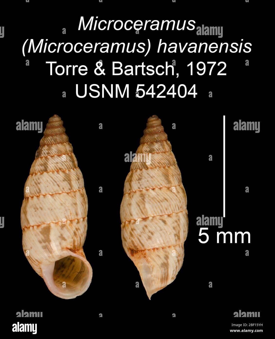 Microceramus Microceramus havanensis. 20 Jan 20161 Stock Photo
