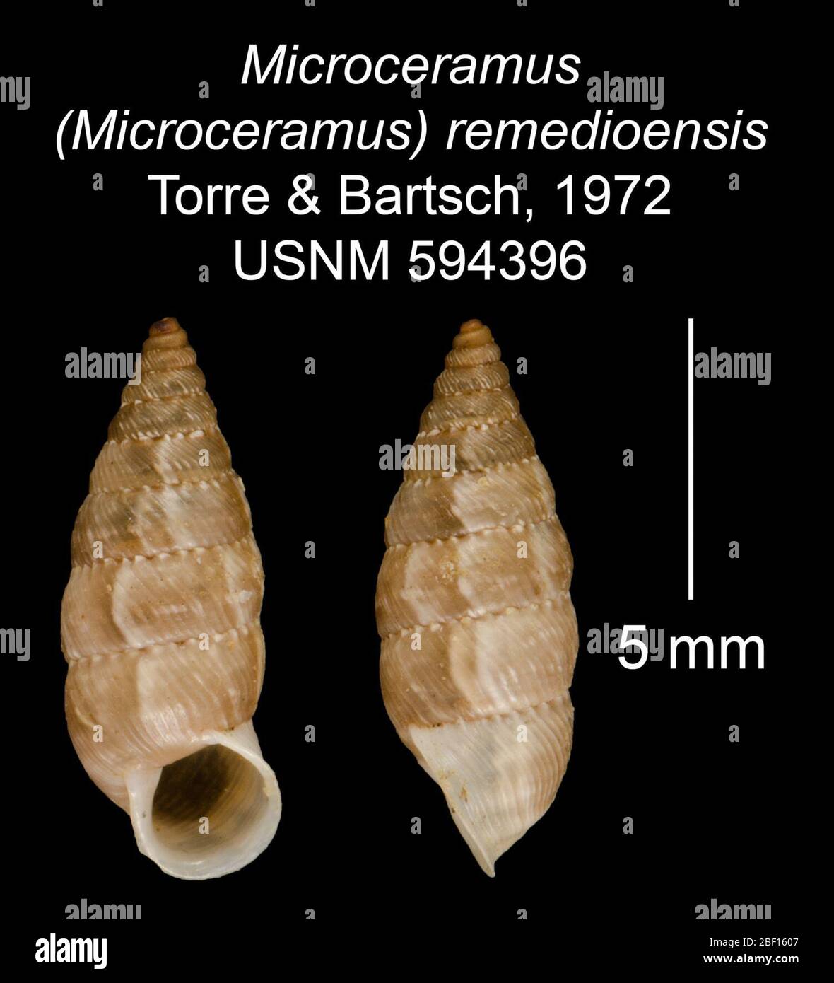 Microceramus Microceramus remedioensis. 20 Jan 20161 Stock Photo