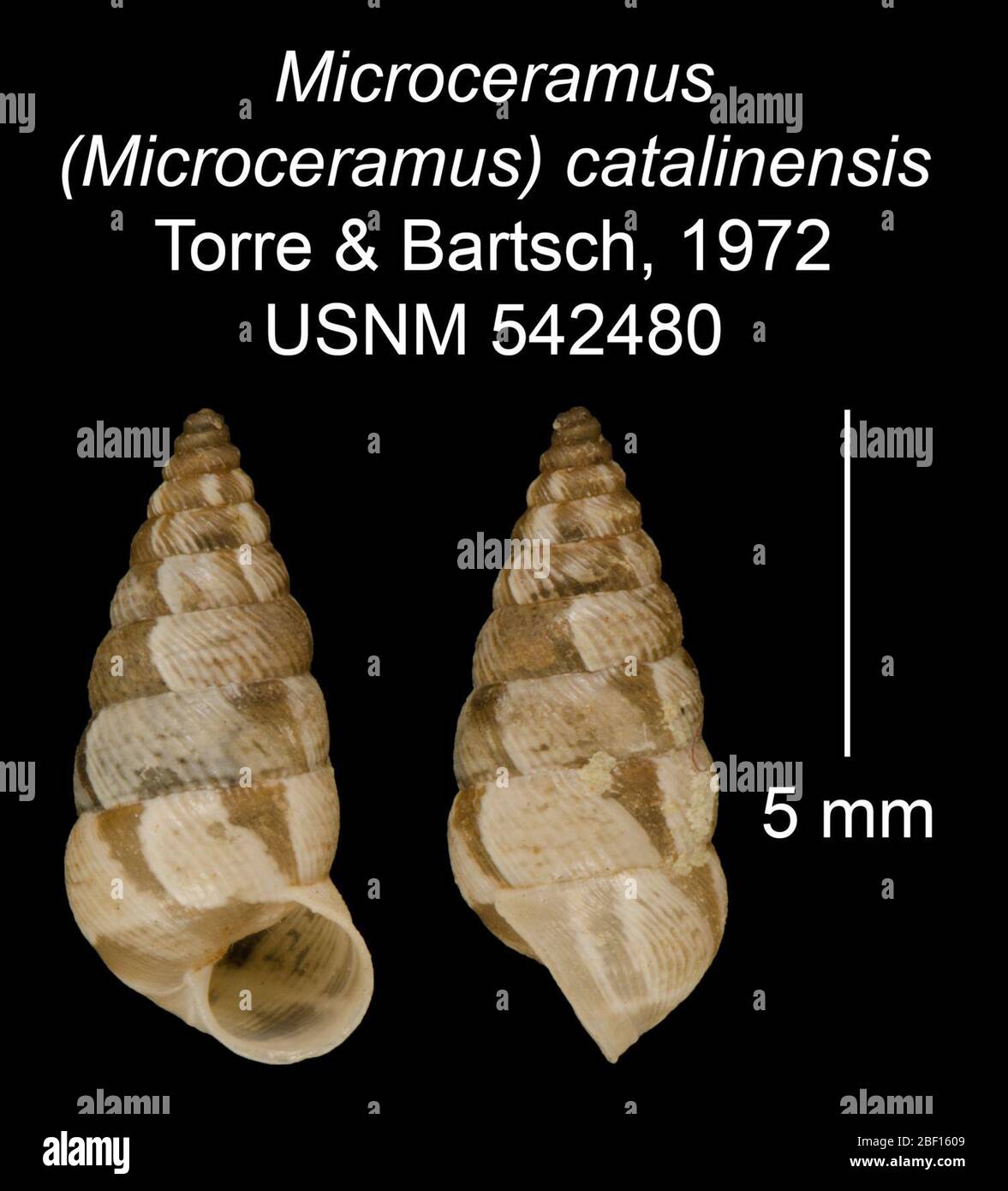 Microceramus Microceramus catalinensis. 20 Jan 20161 Stock Photo