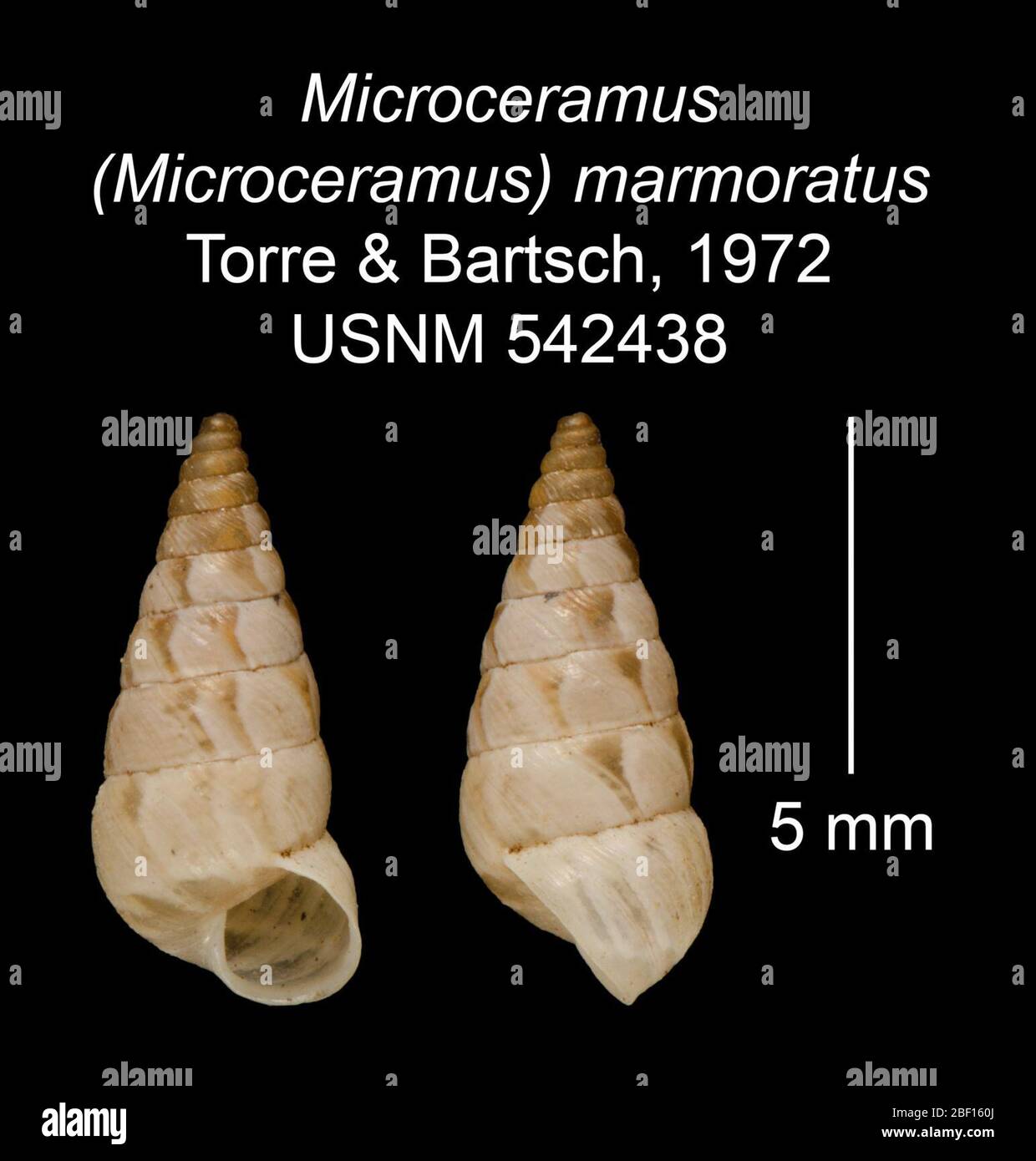 Microceramus Microceramus marmoratus. From the place of the Barretia ...
