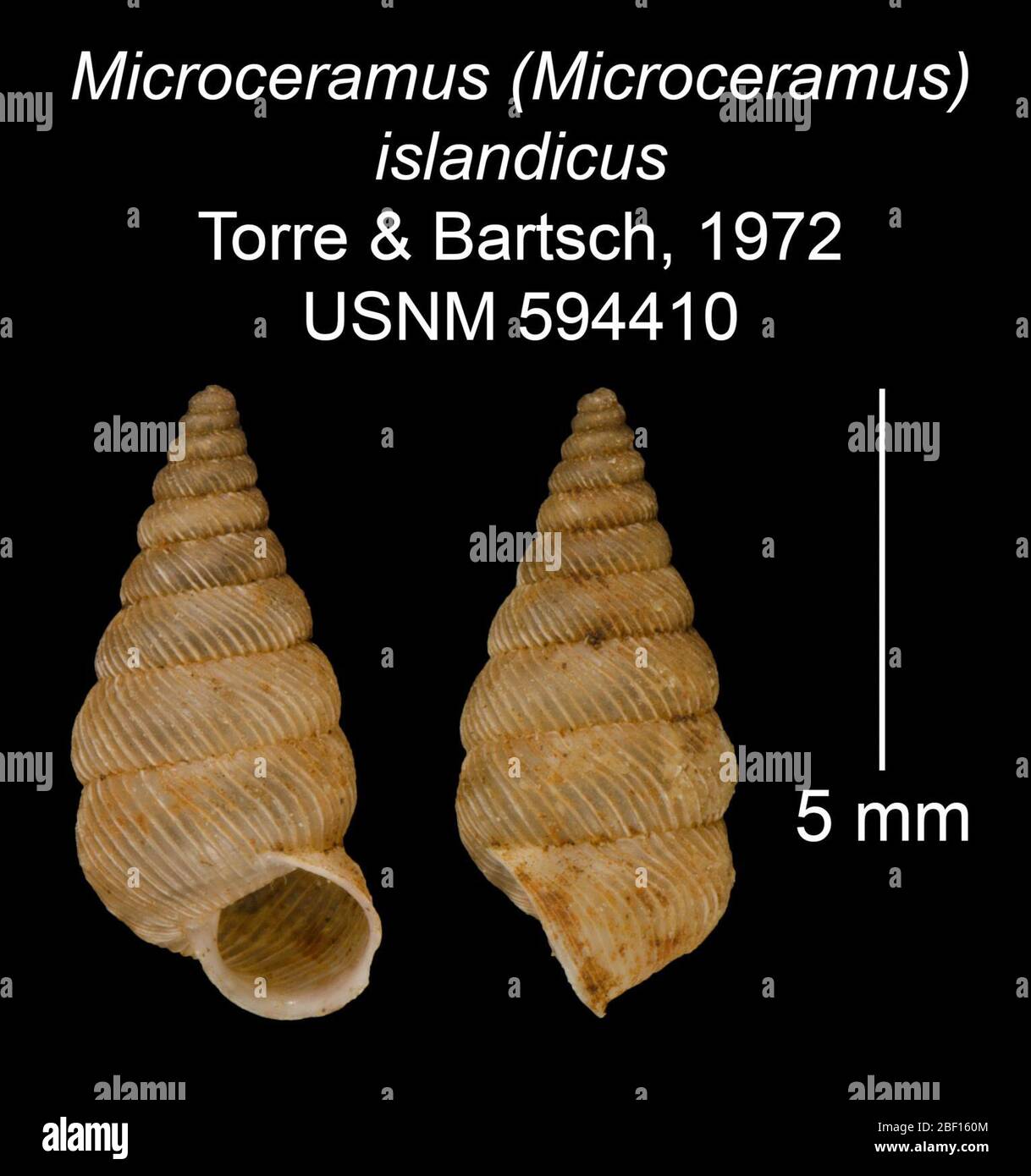 Microceramus Microceramus islandicus. 20 Jan 20161 Stock Photo