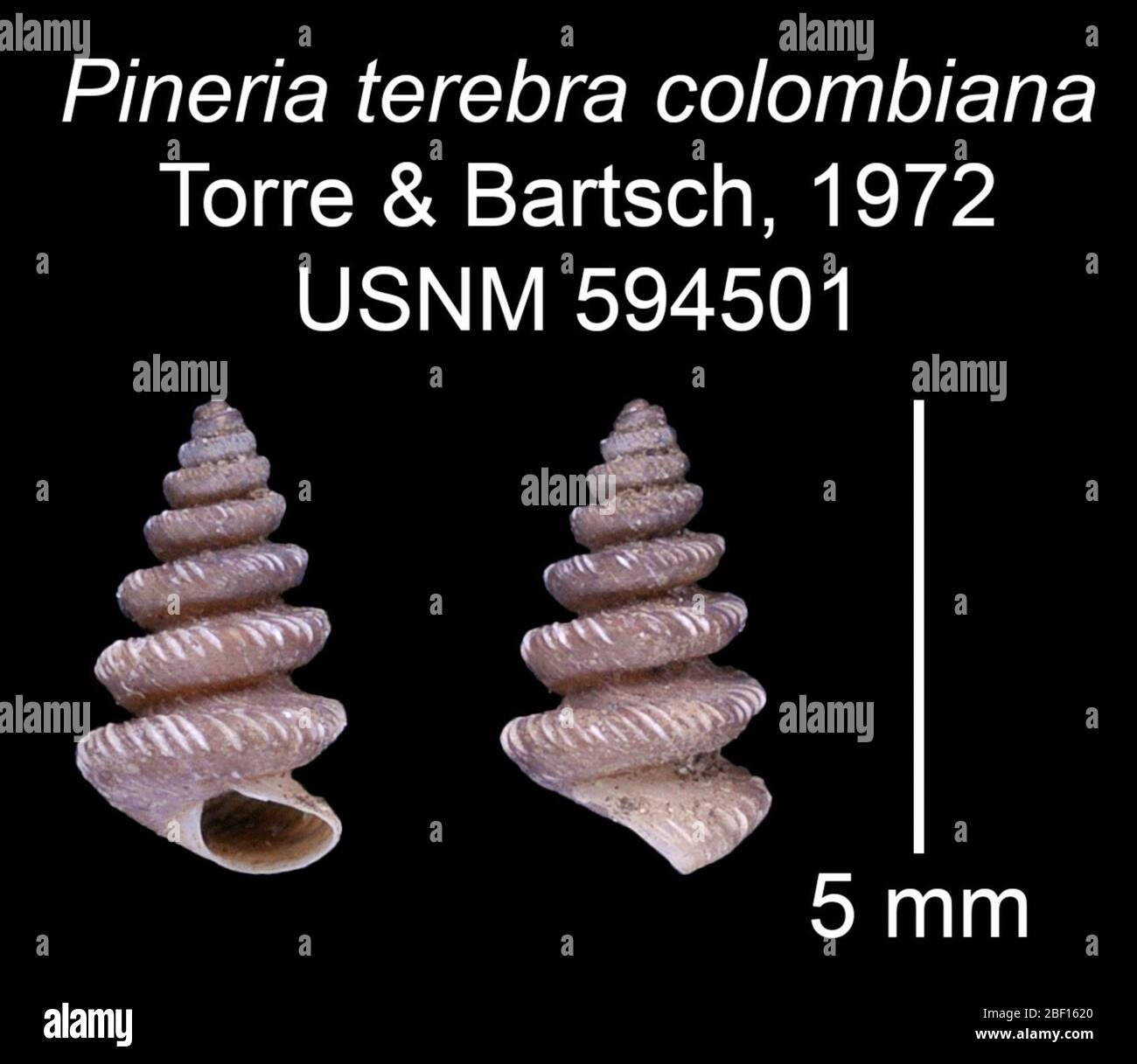Pineria terebra colombiana. Figured Type20 Jan 20161 Stock Photo