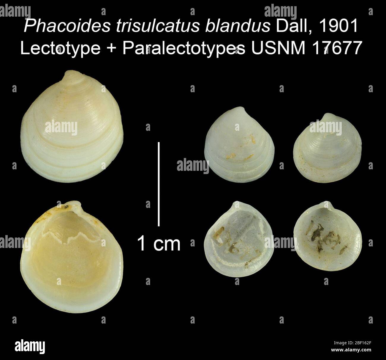Phacoides trisulcatus blandus. 20 Jan 20163 Stock Photo