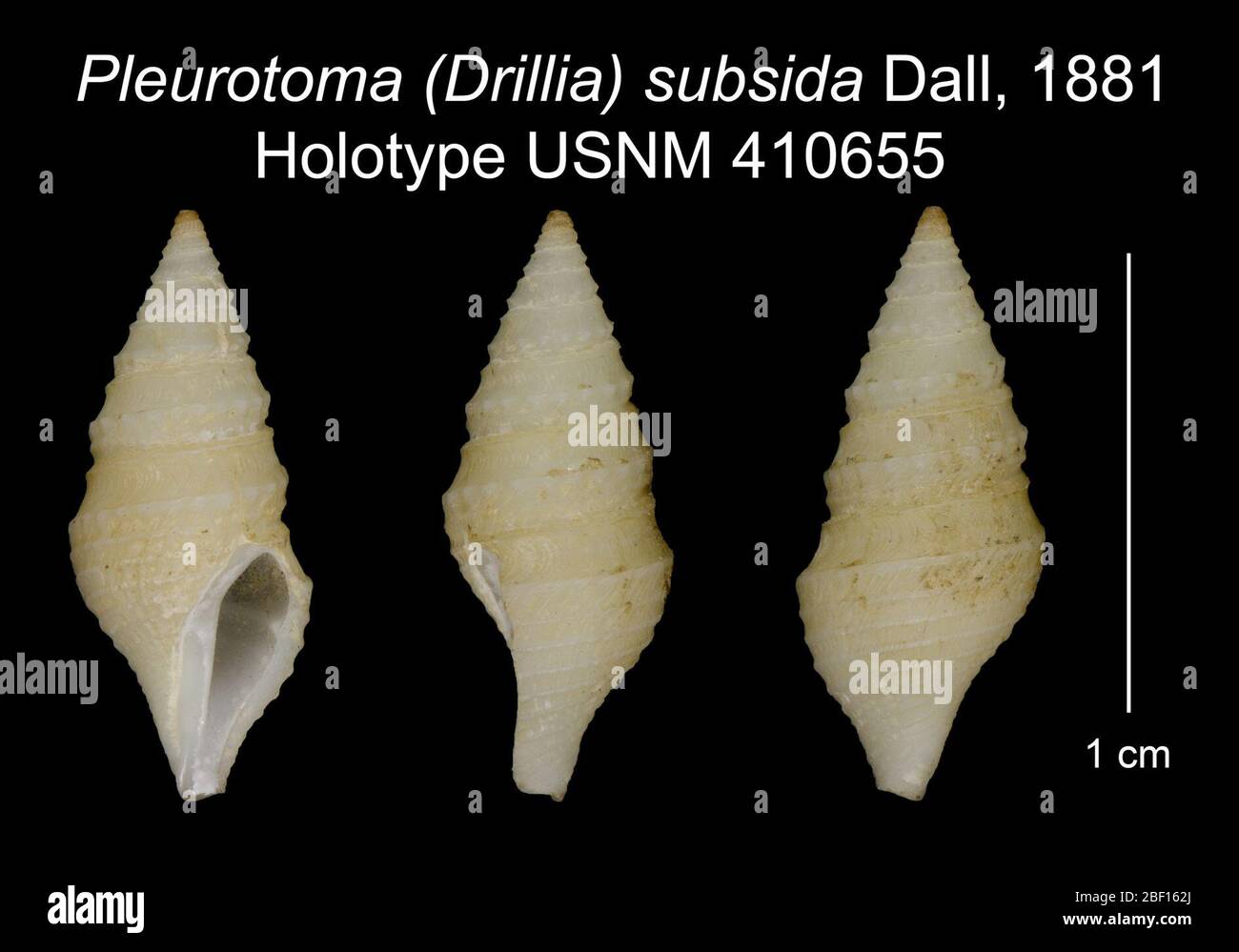 Pleurotoma Drillia subsida. 11 May 2017431 Stock Photo