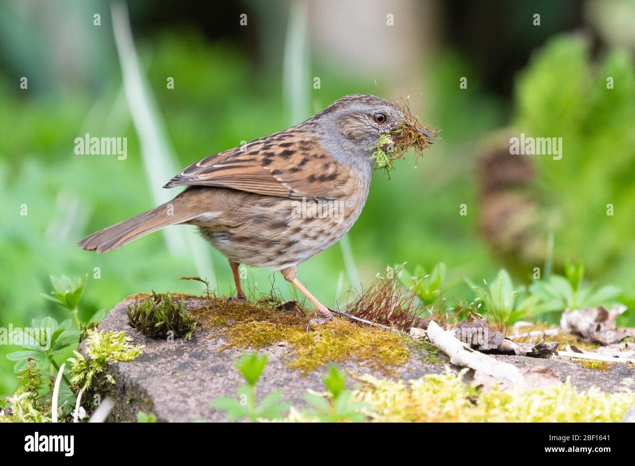 Dunnock - Prunella modularis - collecting moss as nesting material - Scotland, UK Stock Photo