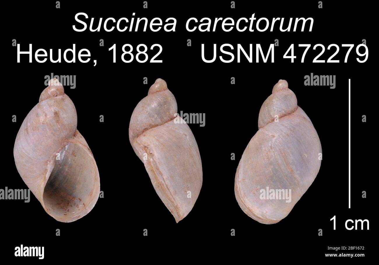 Succinea carectorum. 20 Jan 20161 Stock Photo