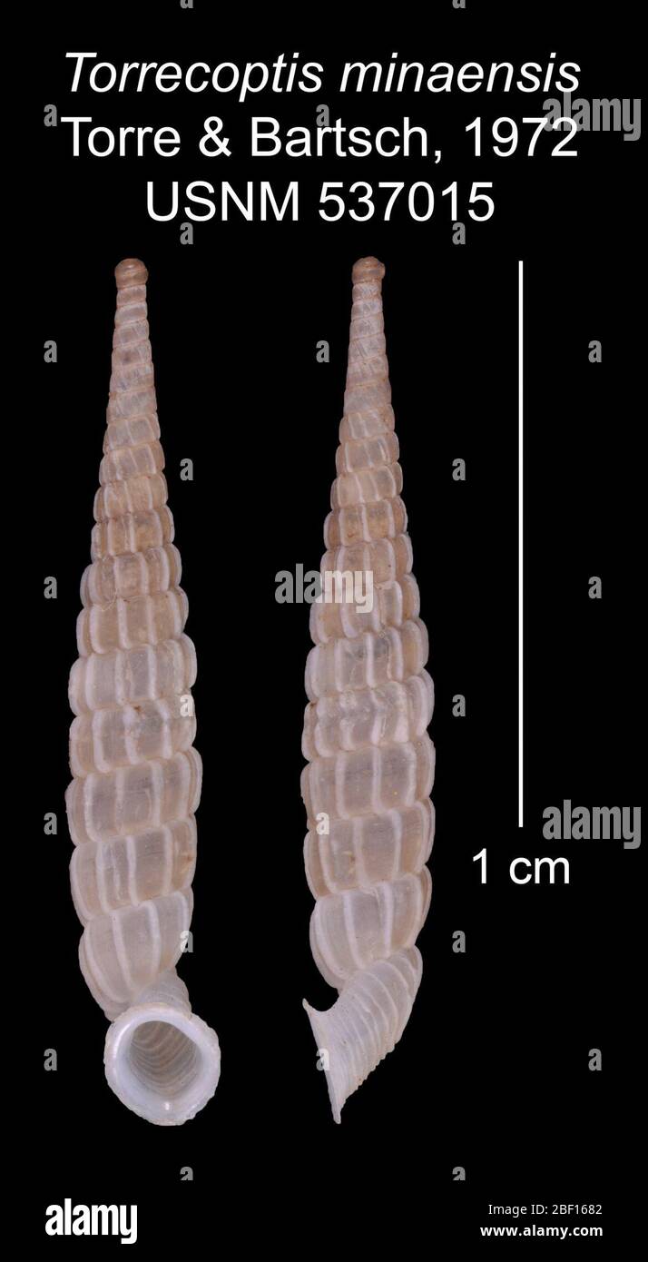 Torrecoptis minaensis. holotype27 Oct 20161 Stock Photo