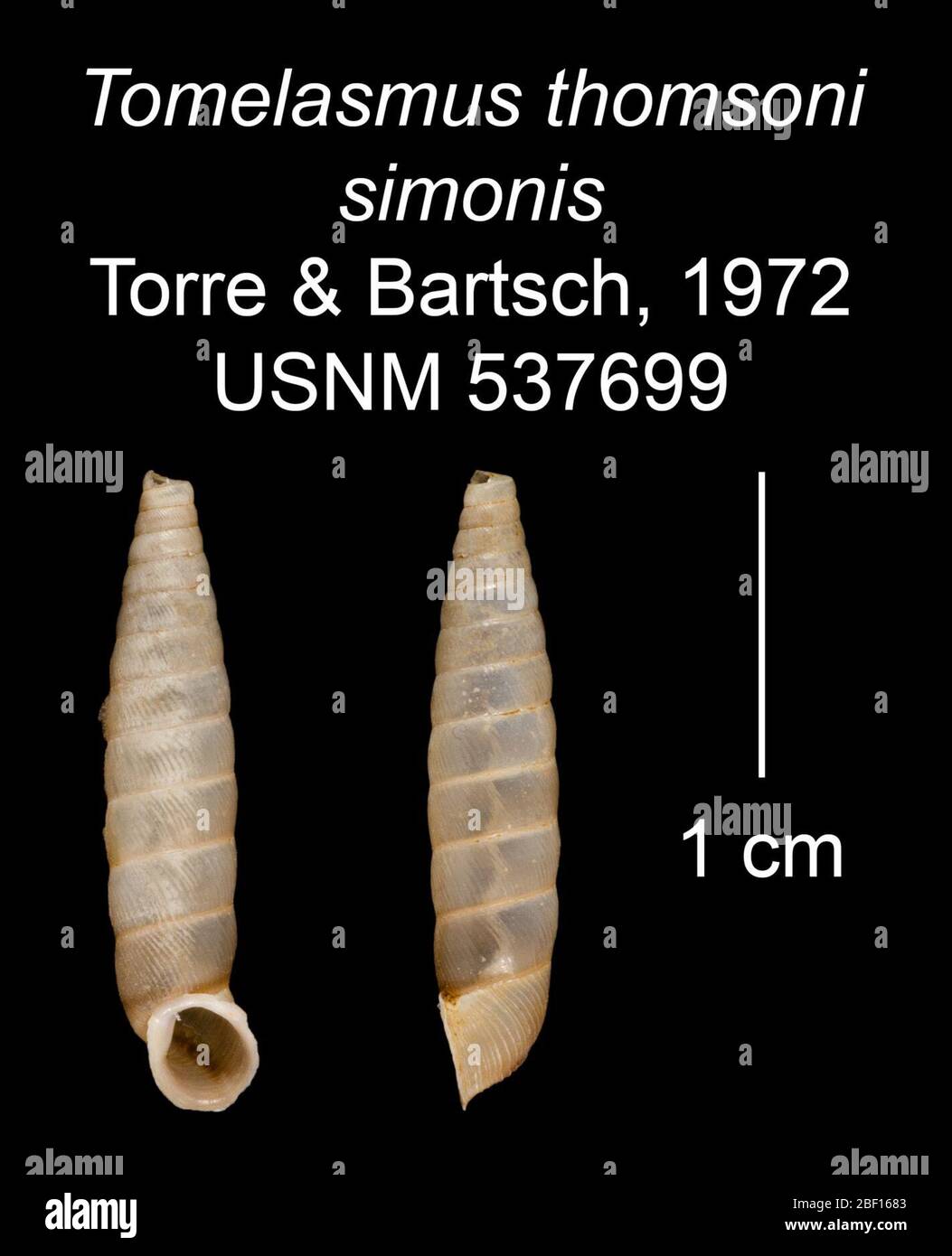 Tomelasmus thomsoni simonis. 20 Jan 20161 Stock Photo