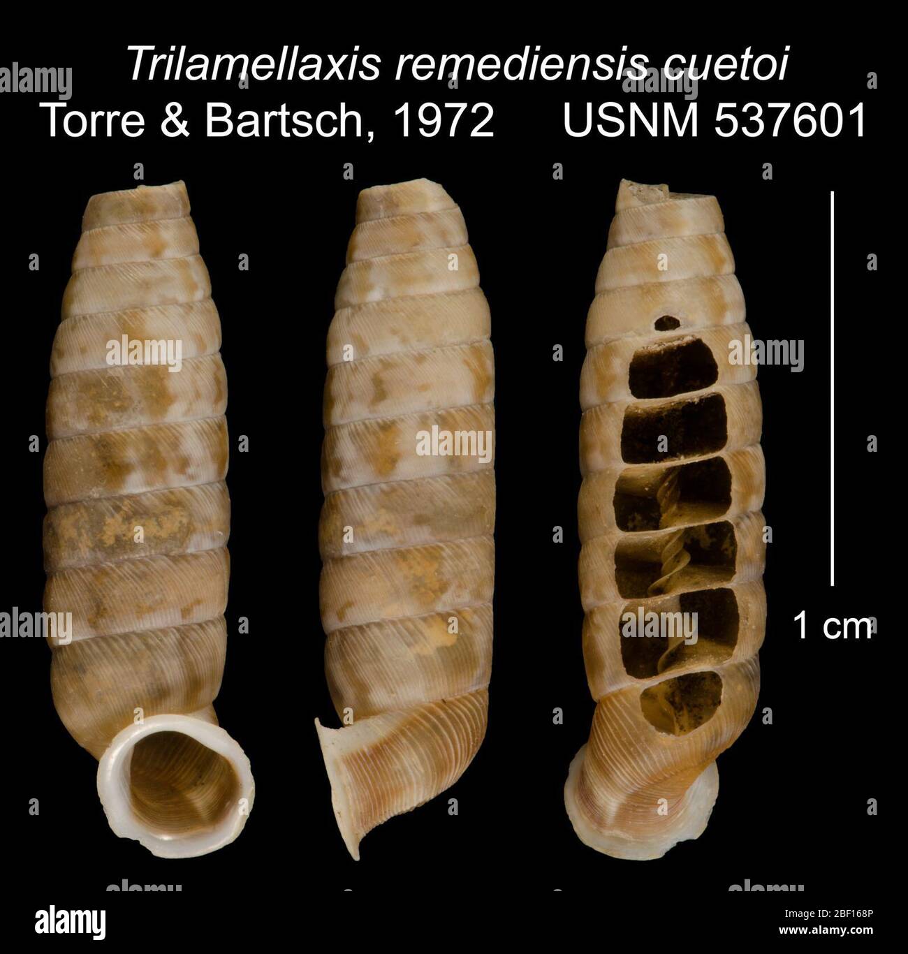 Trilamellaxis remediensis cuetoi. 20 Jan 20161 Stock Photo