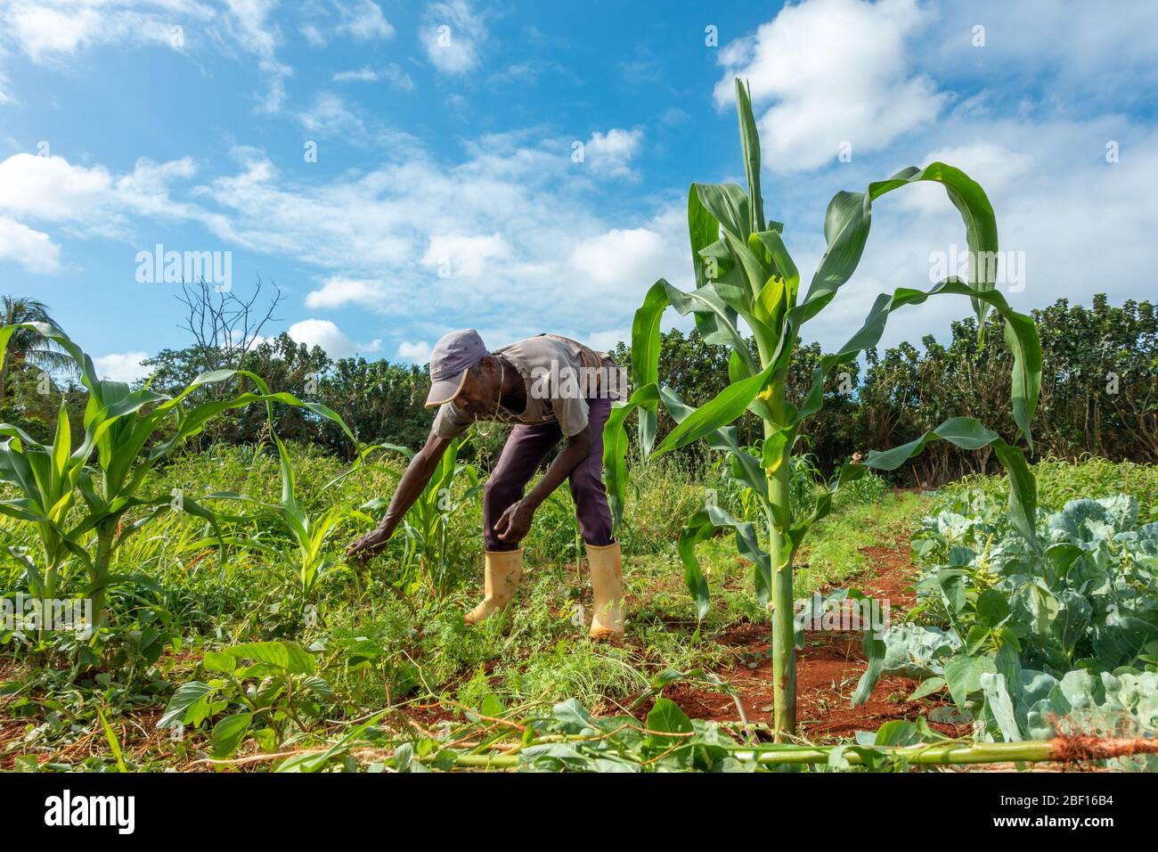 Worker tending to crops at the Vivero Organoponico Alamar, Havana, Cuba Stock Photo