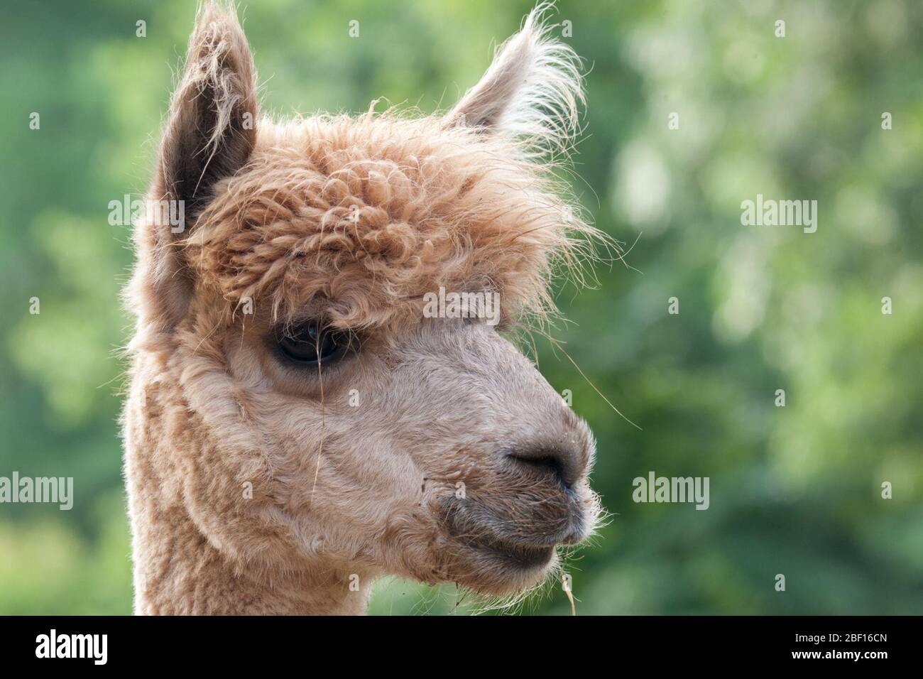 Genus lama hi-res stock photography and images - Alamy