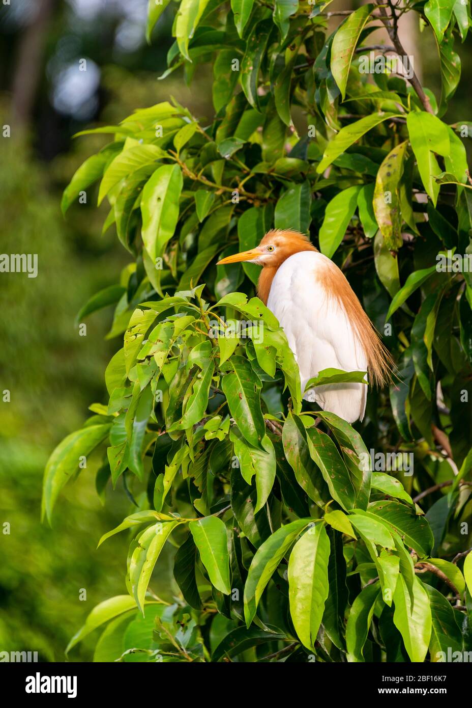 Vertical close up of a Cattle Egret in Bali, Indonesia. Stock Photo