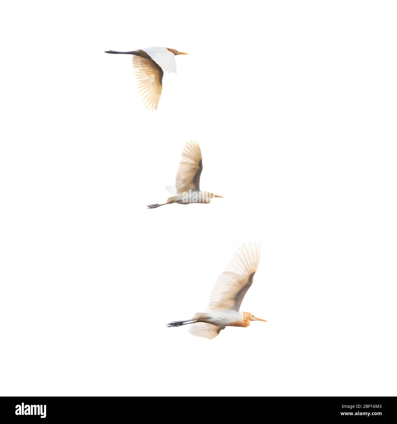 Square view of Cattle Egrets in flight in Bali, Indonesia. Stock Photo