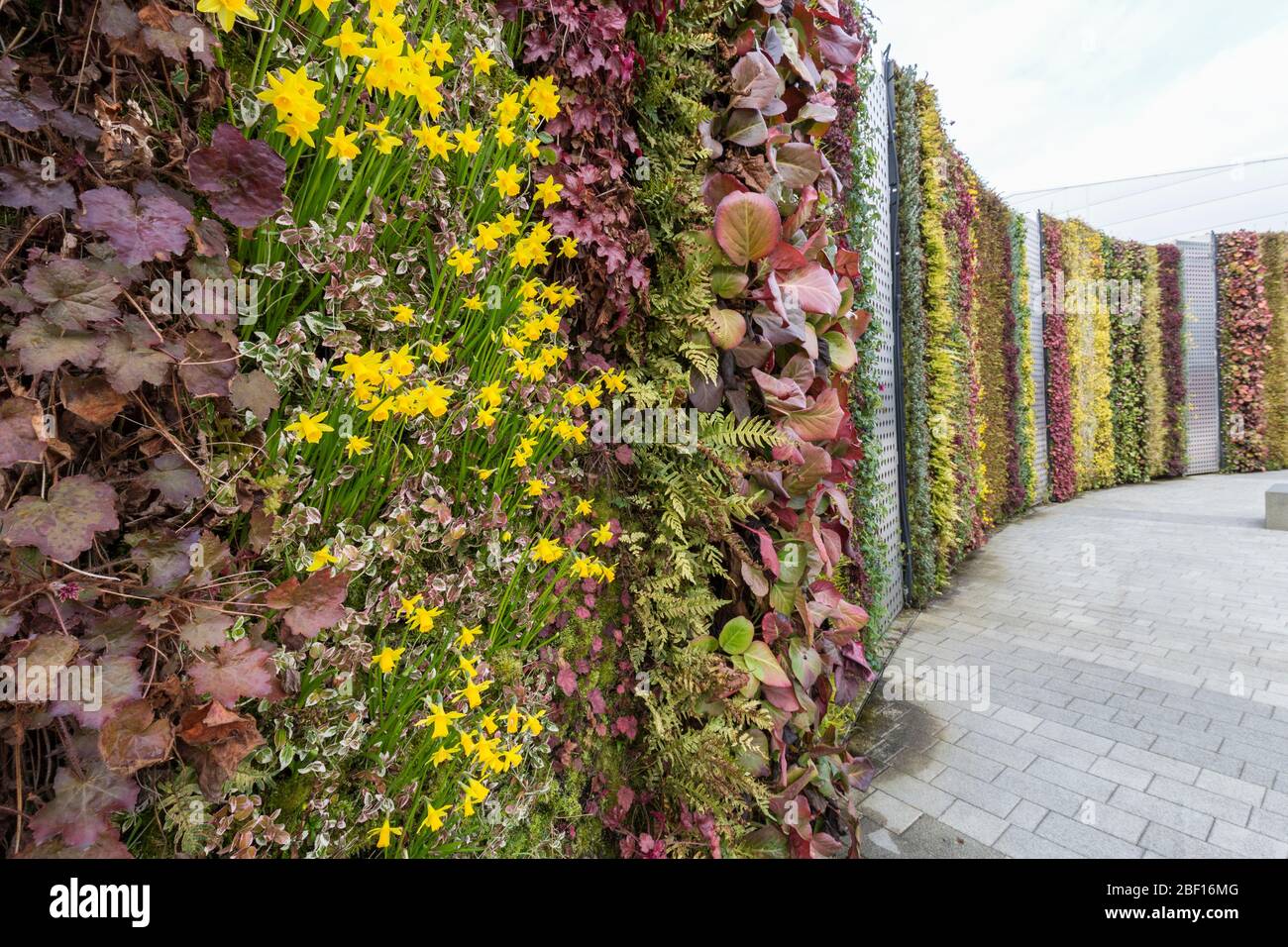 Daffodils growing on vertical wall, vertical gardening, NEC, Birmingham, UK Stock Photo