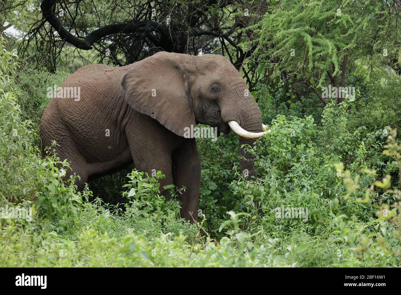 The African bush elephant, also known as the African savanna elephant