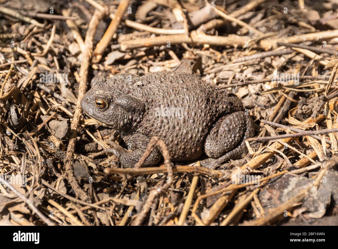 Common toad (Bufo bufo), UK Stock Photo