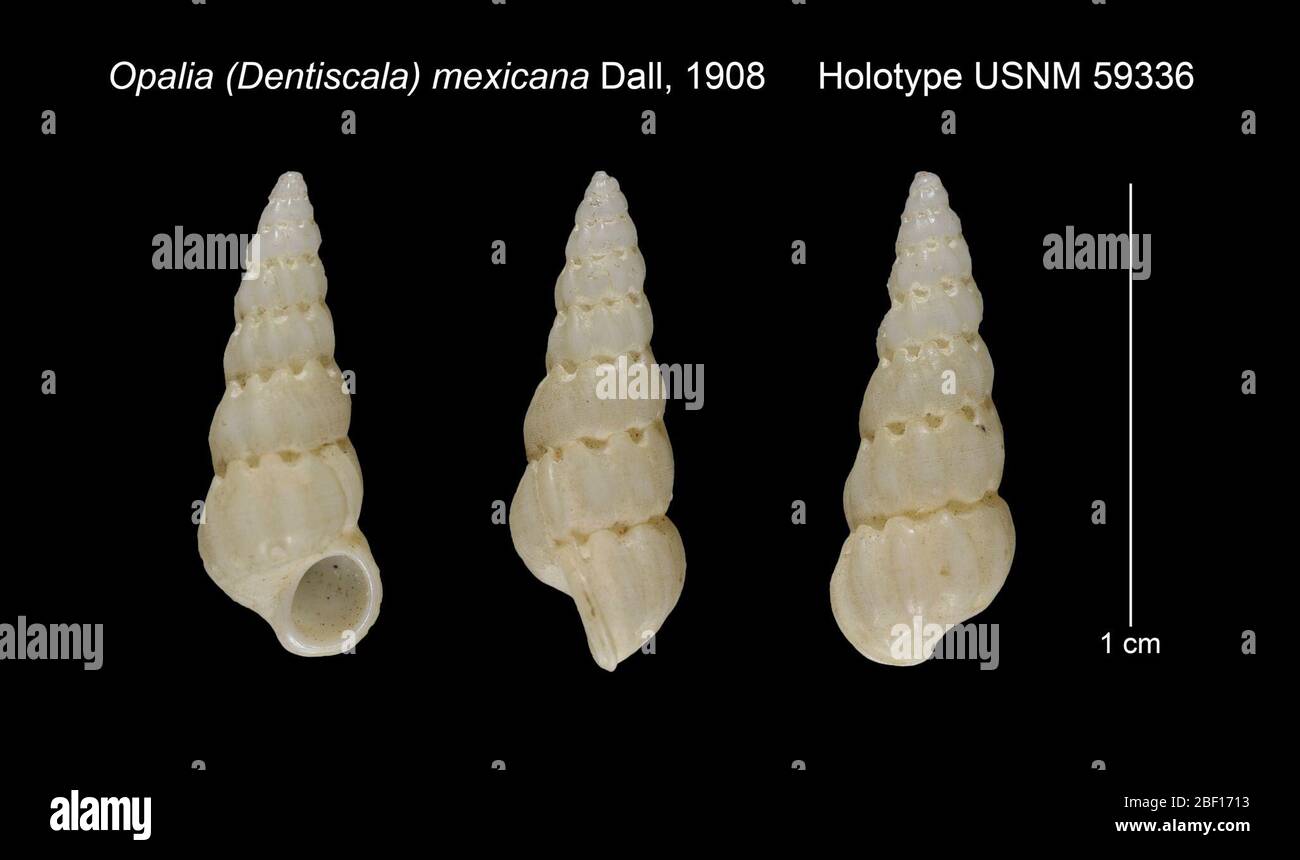 Opalia Dentiscala mexicana. 20 Jan 20161 Stock Photo