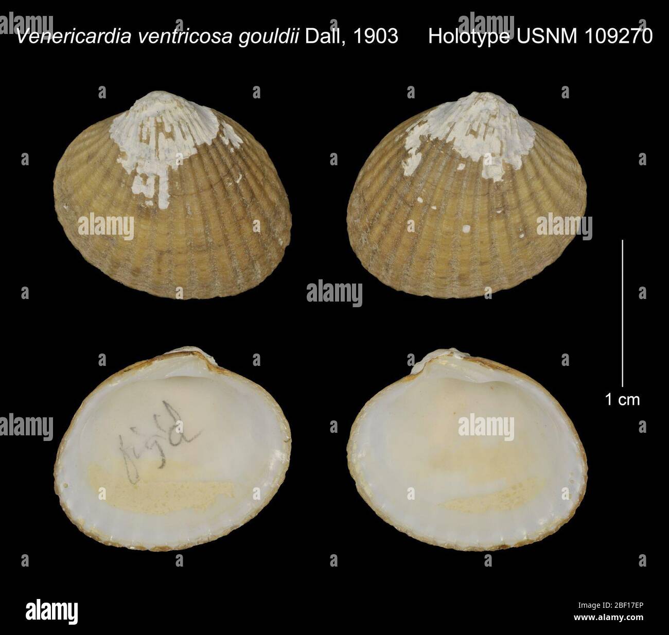 Venericardia ventricosa gouldii. 20 Jan 201629231 Stock Photo