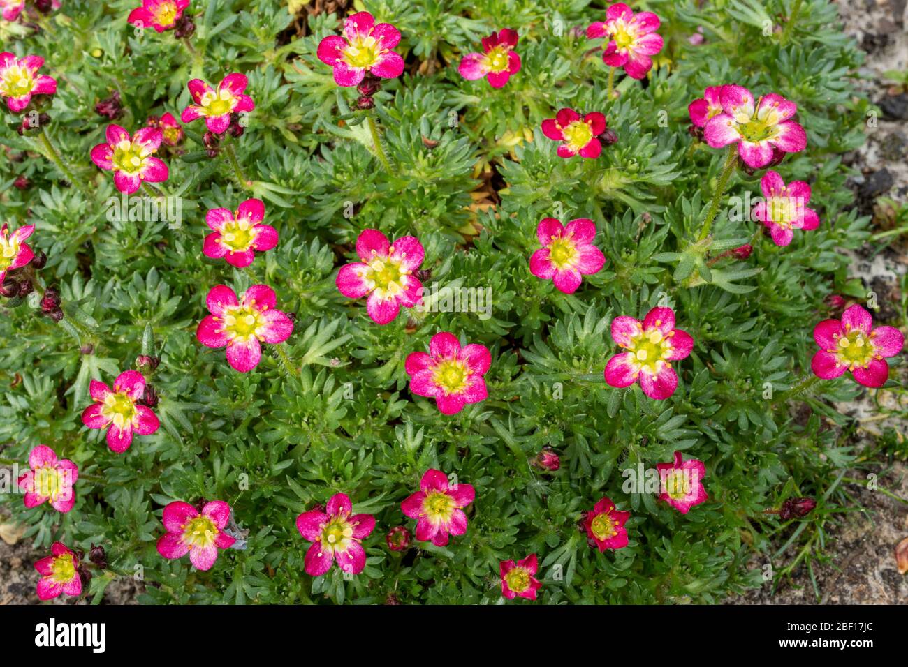 Mossy saxifrage 'pink' (Saxifraga arendsii) Stock Photo