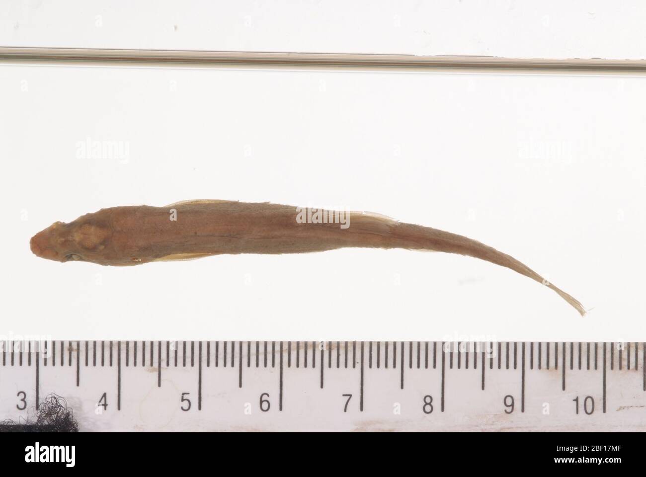 Rhinichthys henshavii. Type status confirmed by c. r. gilbert, 1985.18 Aug 20142 Stock Photo