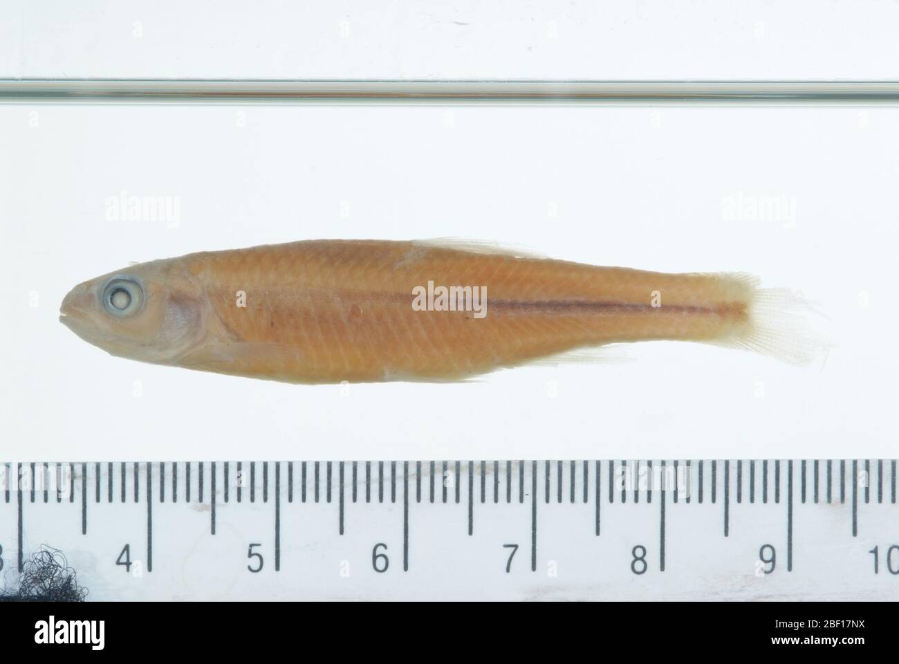 Photogenis callistius. 1 out as 163965; 1 out as 163966 lectotype designation by r. h. gibbs, jr. in gilbert, c. r., 1978. type catalogue of the north america cyprinid fish genus notropis. bulletin of the florida state museum, biological sciences, vol. 23, no. 1, p. 34.21 Feb 20181 Stock Photo