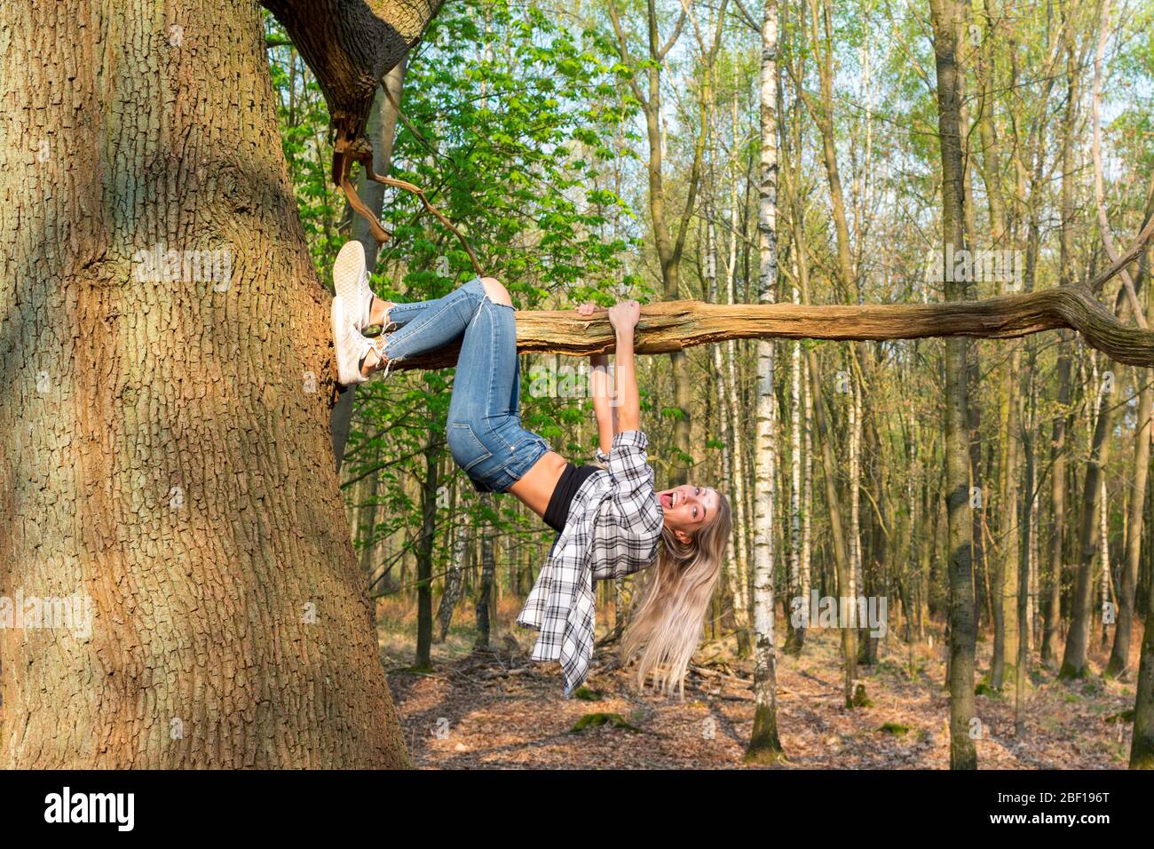 Young woman hangs, laughing out loud, from a thick branch. Location: Germany, North Rhine Westphalia, Hoxfeld Stock Photo