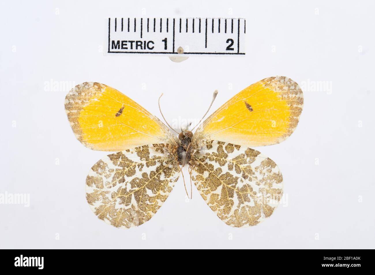 Anthocharis bambusarum hires stock photography and images Alamy