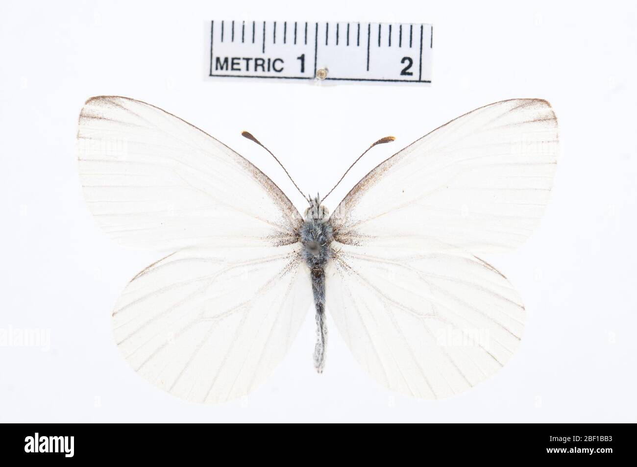 Pieris oleracea. 14 Jul 20161 Stock Photo Alamy