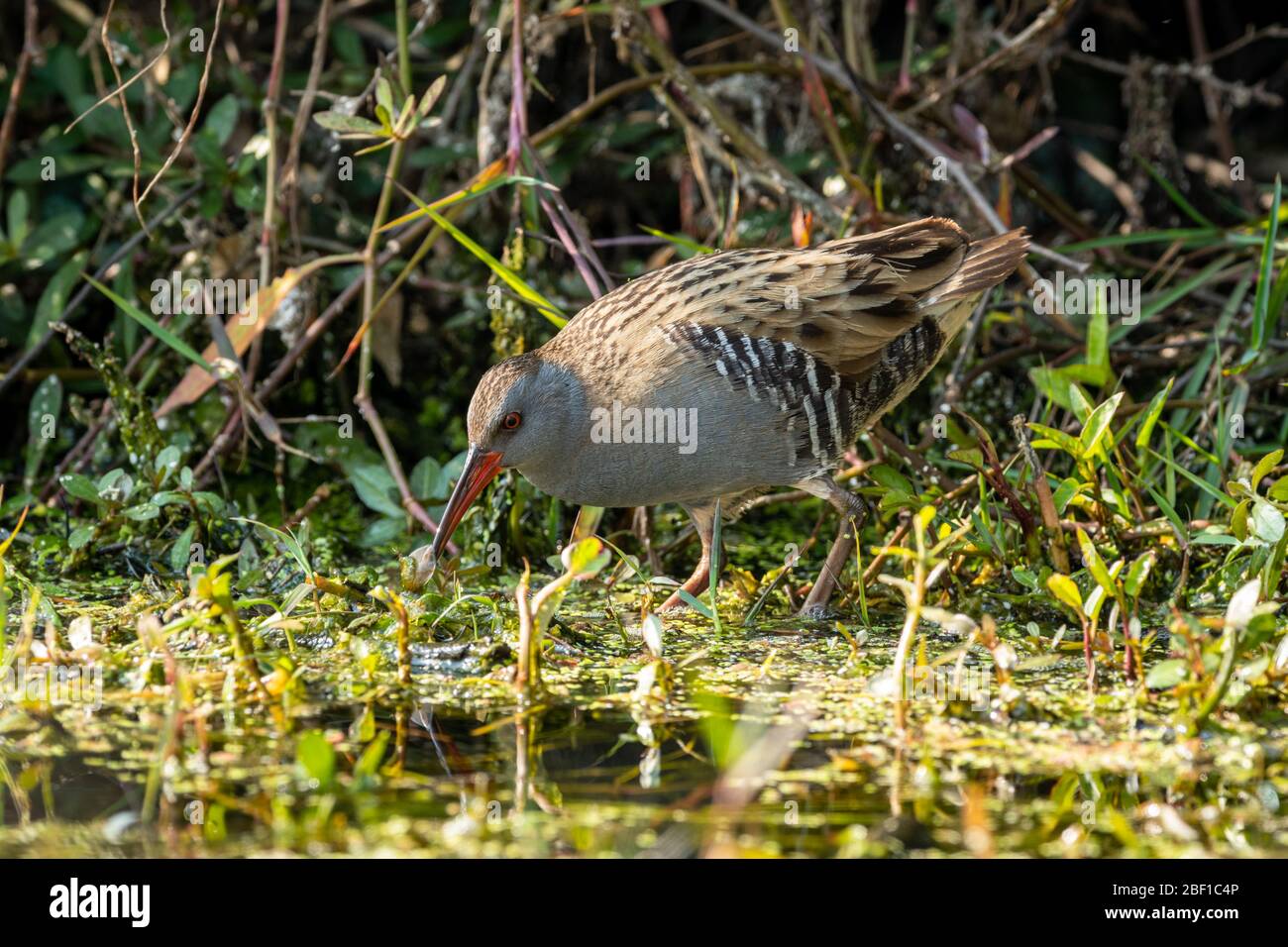 Elusive water rail hi-res stock photography and images - Alamy