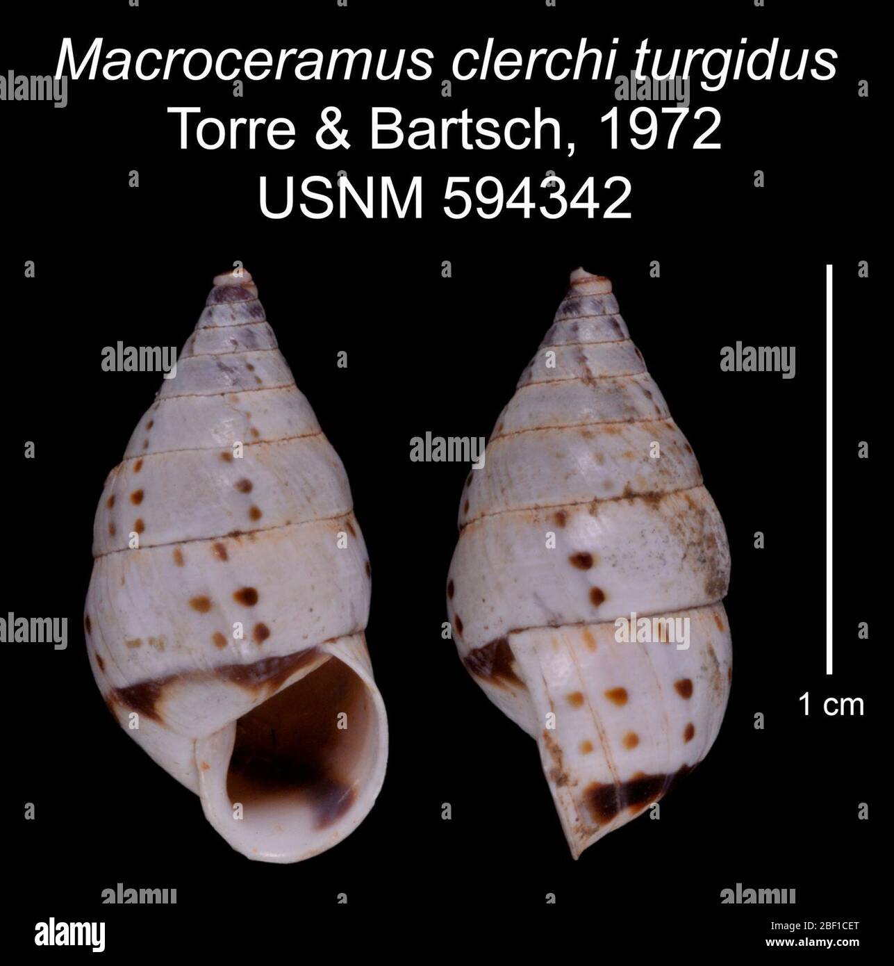 Macroceramus clerchi turgidus. Figured Type20 Jan 20161 Stock Photo