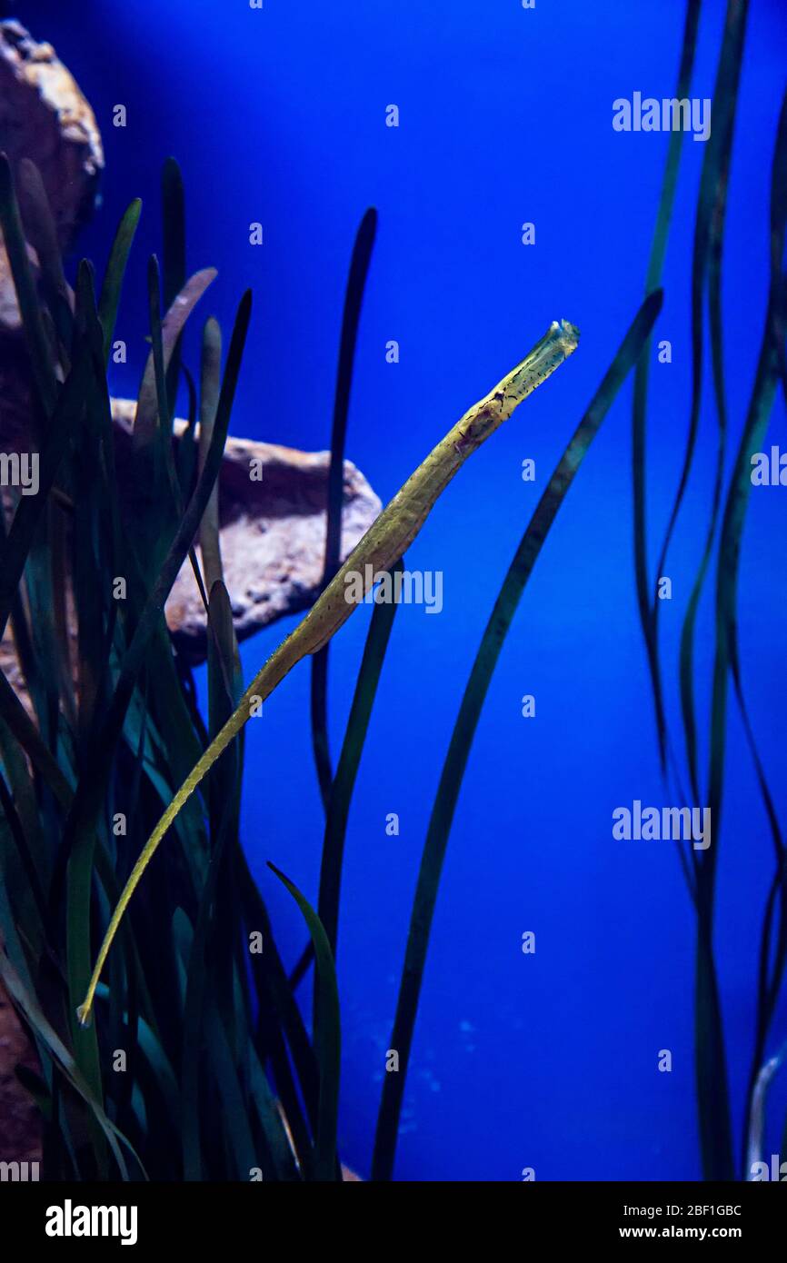 Broadnosed Pipefish, Syngnathus typhle, in weed, National Aquarium, Triq it-Trunciera, St Paul's Bay, Malta Stock Photo