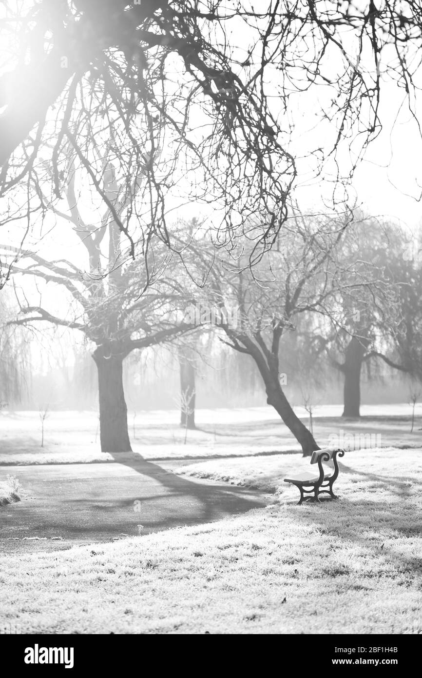 Black and white inter frosty morning view on bench with sun leak Stock ...