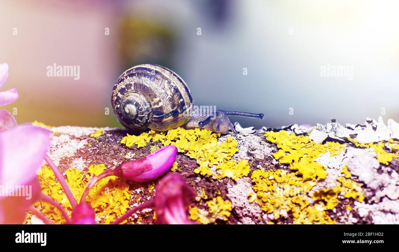 macro photo of a small snail on green moss with a blurred background in soft colors Stock Photo