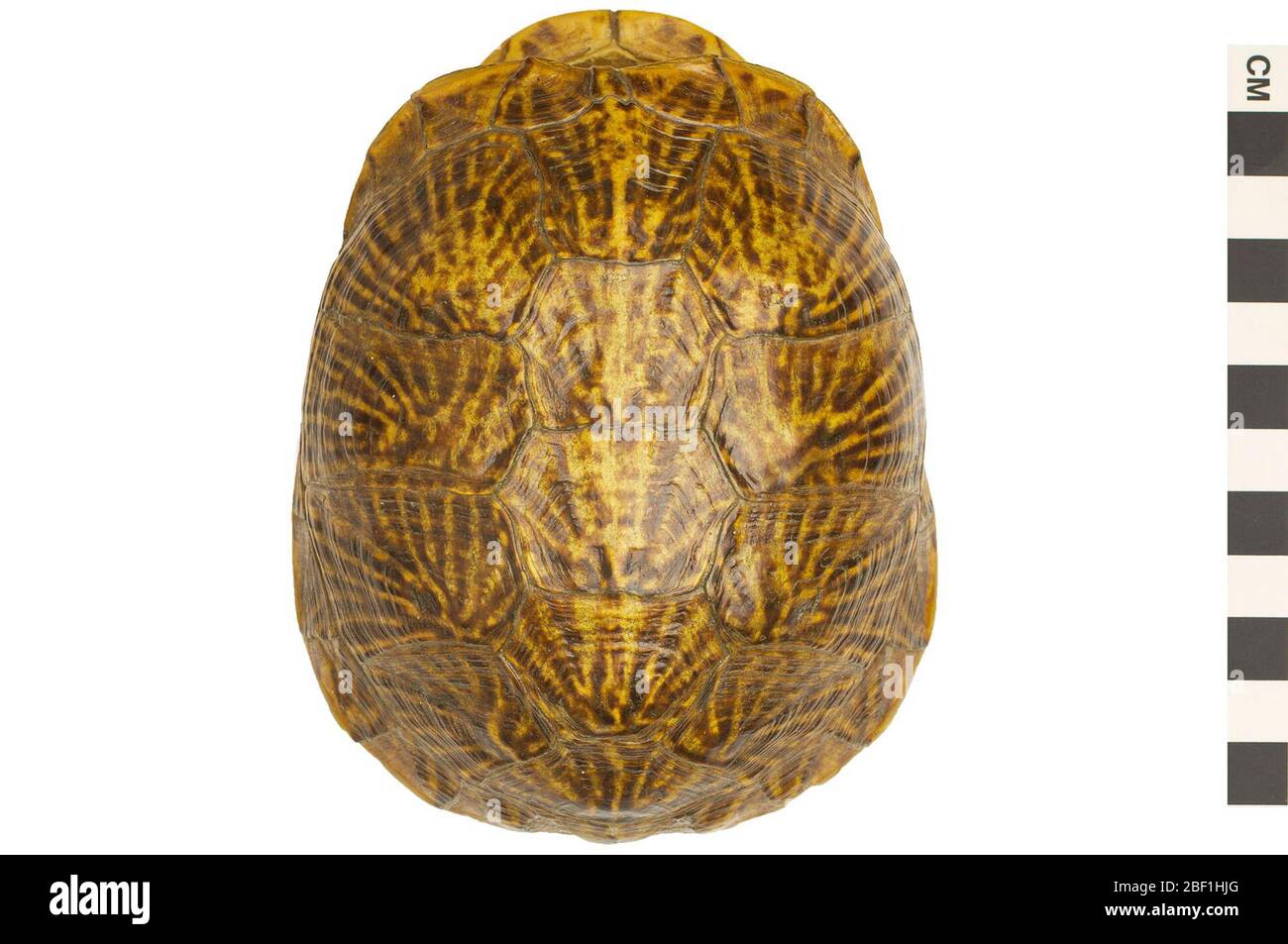 Desert Box Turtle. This object is part of the Education and Outreach collection, some of which are in the Q?rius science education center and available to see.114 Jan 2020 Stock Photo