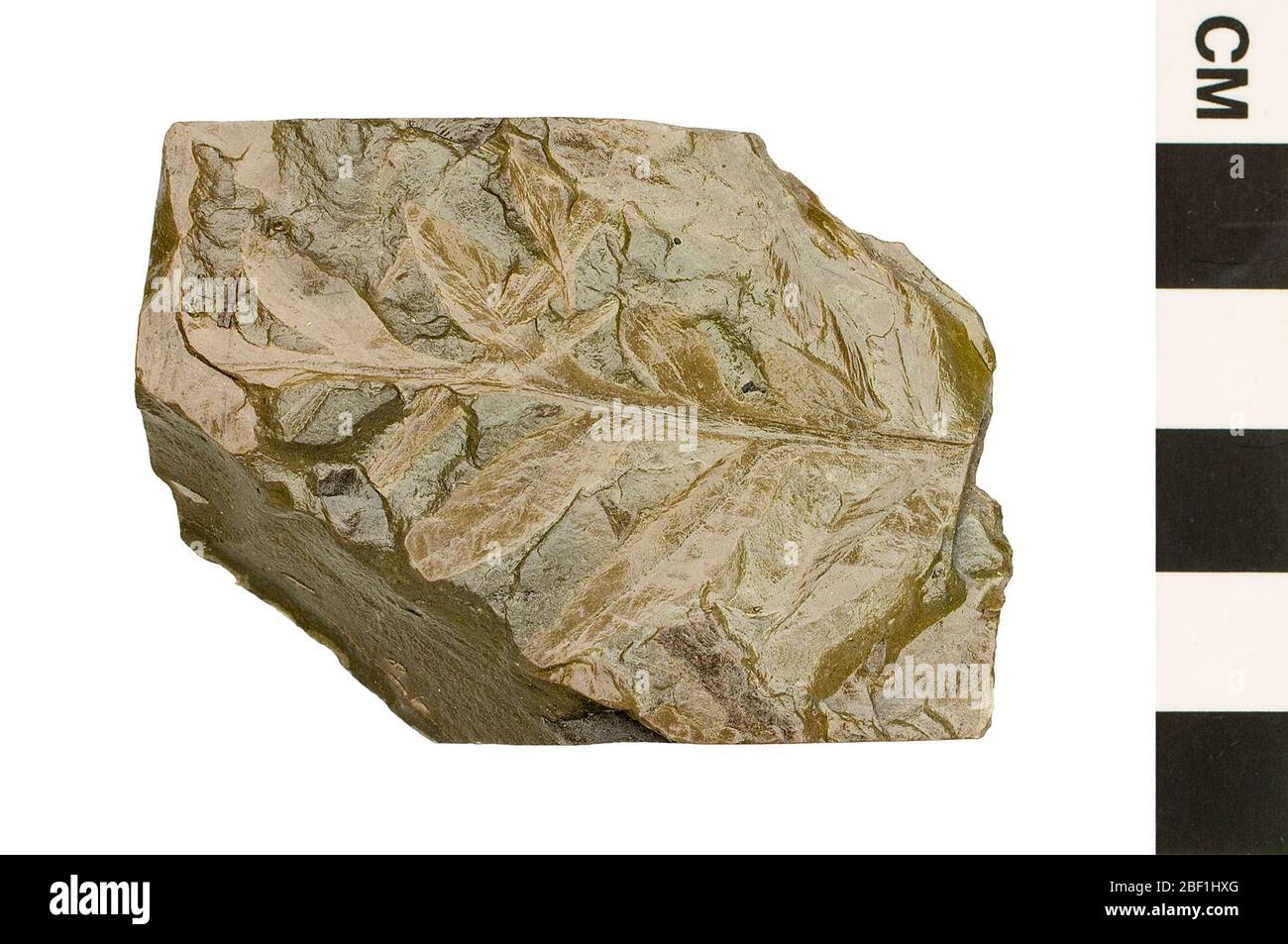 Seed Fern. This object is part of the Education and Outreach collection, some of which are in the Q?rius science education center and available to see.Mesozoic - Triassic114 Jan 2020Blackstone Stock Photo