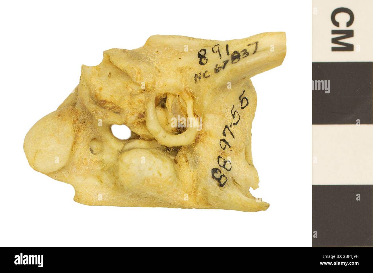 Hoffmanns Twotoed Sloth. This object is part of the Education and Outreach collection, some of which are in the Q?rius science education center and available to see.partial skull; temporal (periotic, tympanic)114 Jan 2020 Stock Photo