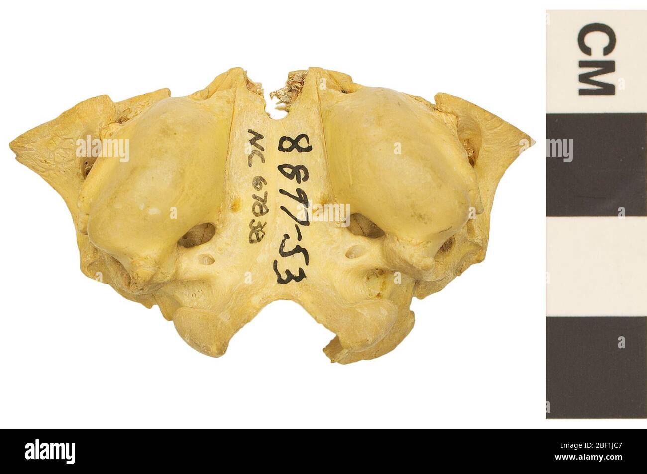 Swift Fox. This object is part of the Education and Outreach collection, some of which are in the Q?rius science education center and available to see.Partial skull; Temporal (periotic, tympanic)114 Jan 2020 Stock Photo