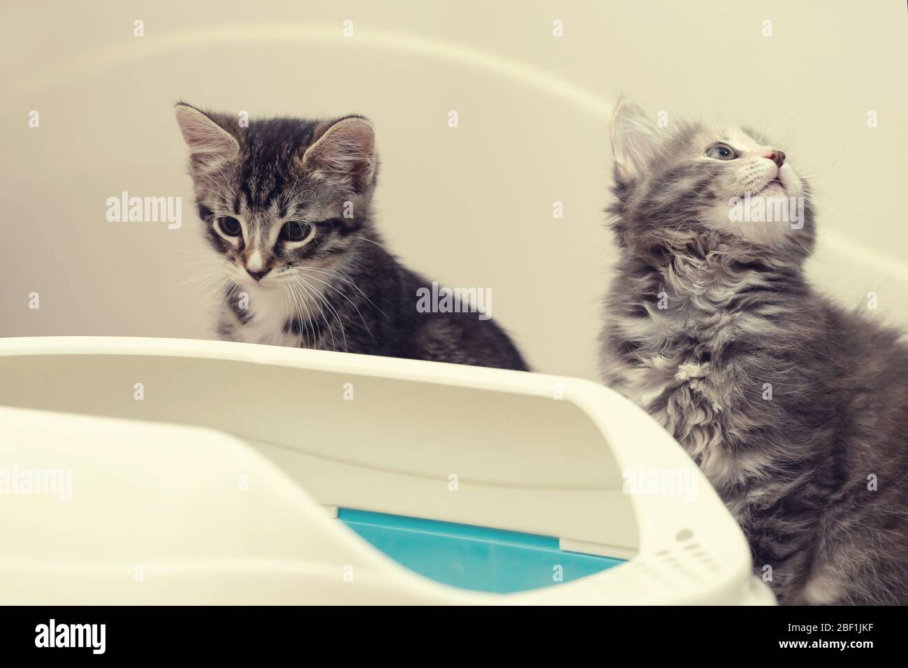 Two cute kittens are sitting near their litter box. Training kittens to