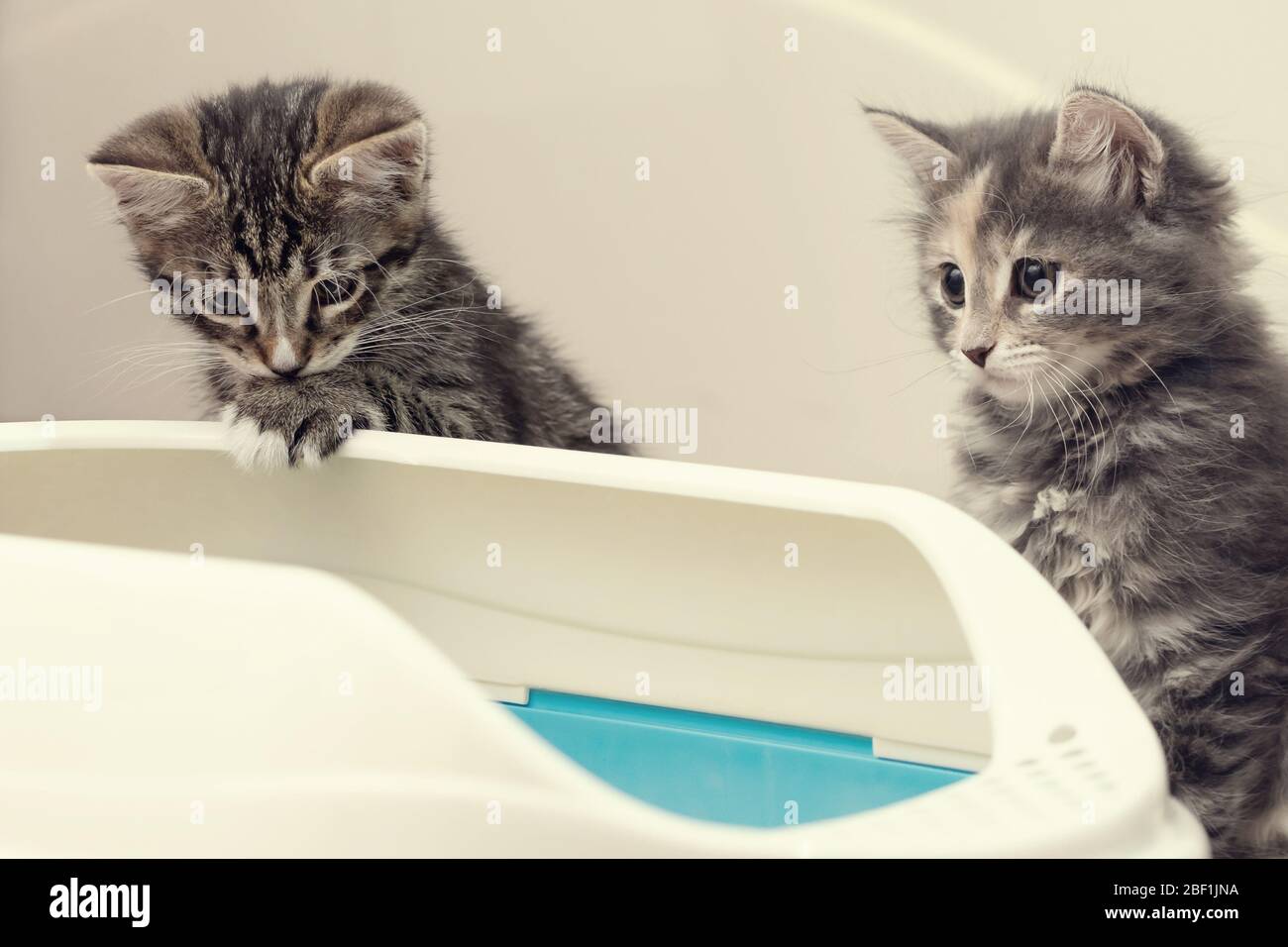 box training kittens