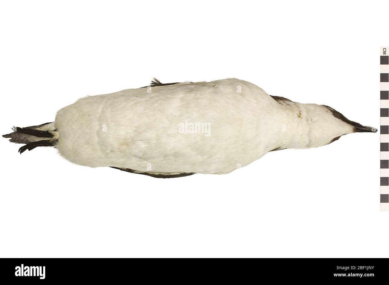 Razorbill. This object is part of the Education and Outreach collection, some of which are in the Q?rius science education center and available to see.114 Jan 2020 Stock Photo
