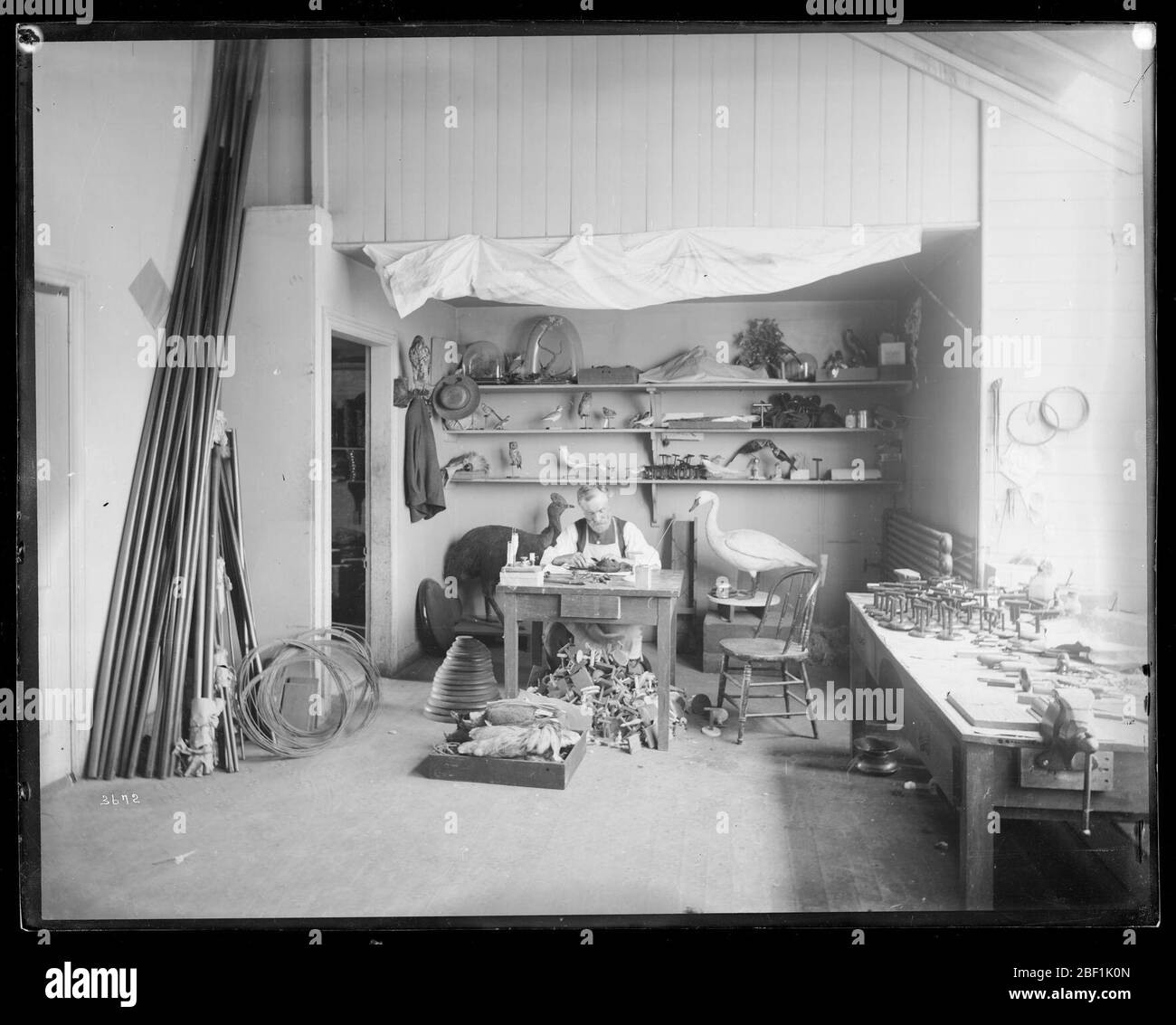 Taxidermist at Work. Also known as 3672 and MNH-6085.See also Record Unit 95, Box 28, Folder 31-A.Smithsonian taxidermist works on bird specimens in the second floor taxidermy studio in the Laboratory of Natural History in the South Yard behind the Smithsonian Institution Building, or Castle.Smithson Stock Photo
