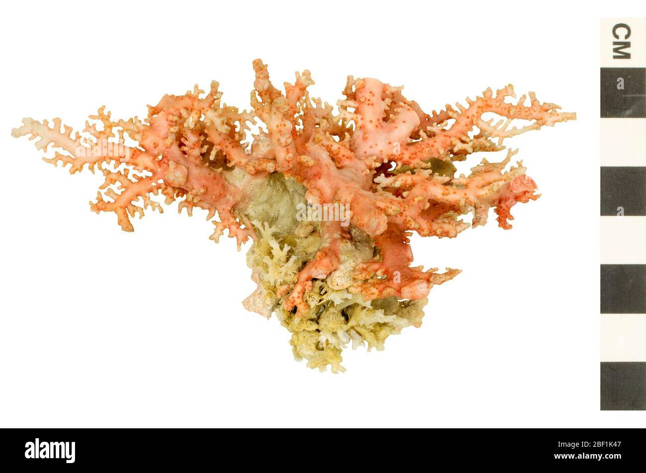Lace Coral. This object is part of the Education and Outreach collection, some of which are in the Q?rius science education center and available to see.114 Jan 2020 Stock Photo