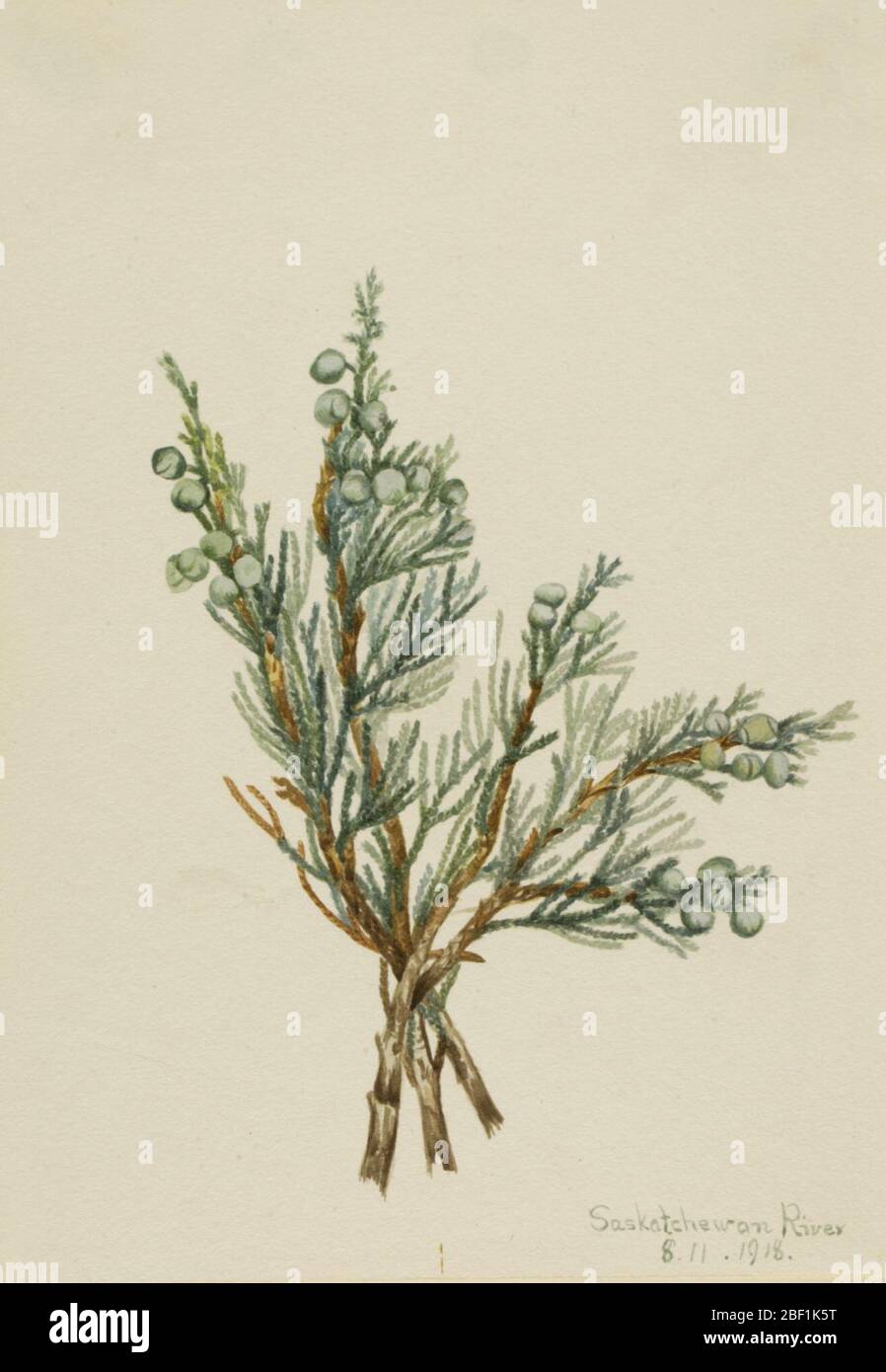 Creeping Juniper Juniperus horizontalis. Stock Photo