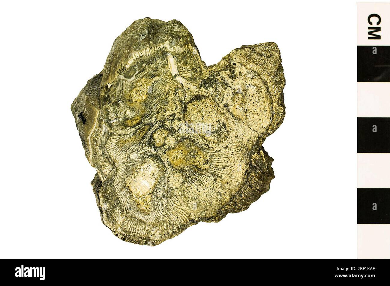 Object Show Barnacle Barnacle Barnacle. This object is part of the Education and Outreach ...