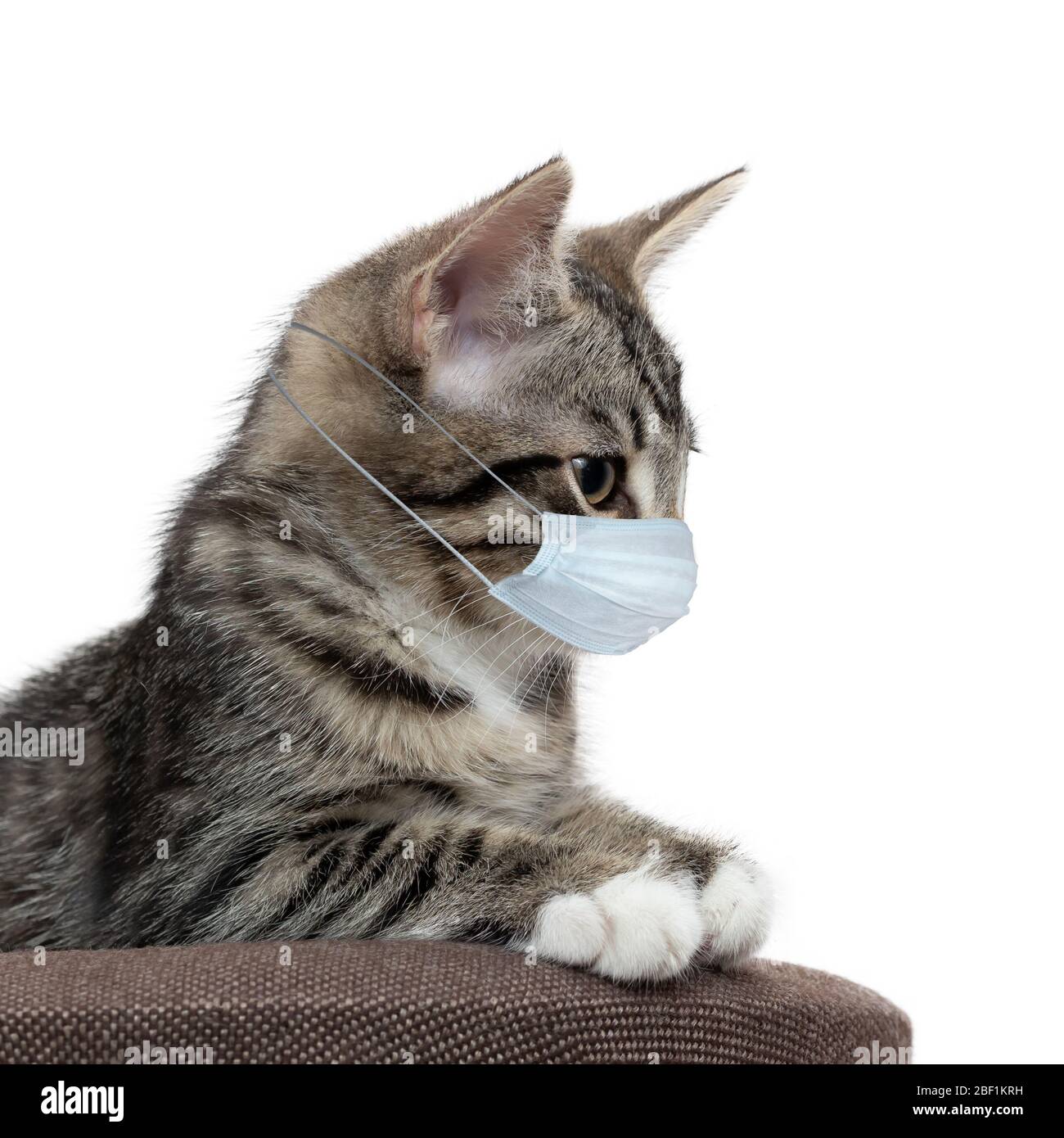 Cat mask portrait hi-res stock photography and images - Alamy